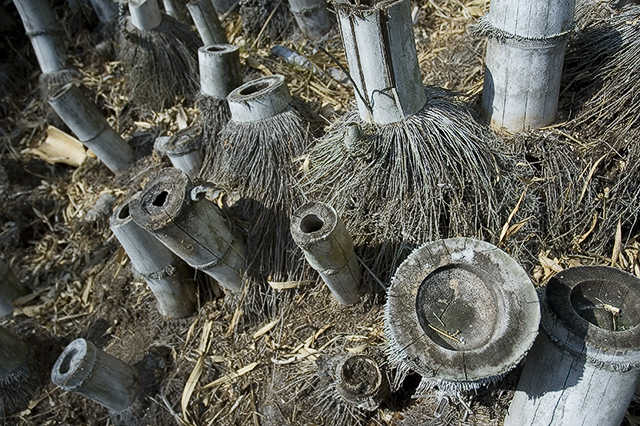 Bamboo Stumps